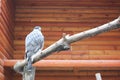 Hawk falcon close-up, head and shoulders, yellow beak and reflection in the eyes. Bird portrait A young northern goshawk