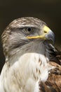 Hawk, Ferruginous Buteo