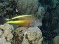 Hawk fish Royalty Free Stock Photo