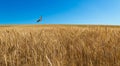 Hawk Patrols Wheat Field