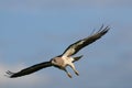 Hawk in-flight