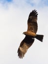 Hawk in flight Royalty Free Stock Photo