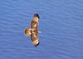 Hawk in flight over the Hudson River