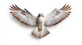 Hawk in flight white isolate background Royalty Free Stock Photo