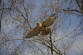 Hawk Flying