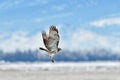 A Hawk flying High under the sky