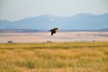 A Hawk Flying Low over Lower Lake Royalty Free Stock Photo