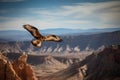 Hawk flying over the Grand Canyon in Arizona, United States.