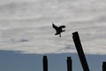 Hawk flying with pier in dark foreground