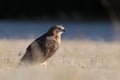 Hawk at frosty sunrise. Red-tailed hawk, Buteo jamaicensis, perched in grass on meadow. Bird of prey in forest. Wildlife scene Royalty Free Stock Photo