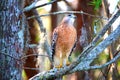 Hawk gazing into the skies