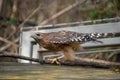 Hawk about to take off into flight Royalty Free Stock Photo
