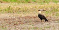 Hawk on the ground looking left on a field