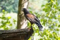 A hawk has caught a chick and eats just