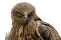 hawk head close-up isolated Royalty Free Stock Photo