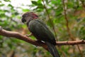 Hawk Headed Parrot Perched on a Tree Branch