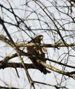 Hawk Hiding in a Dormant Tree