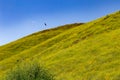 Hawk hunting in California mustard fields
