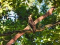 Hawk hunting in forest: Red tailed hawk bird of prey raptor with an intense stare