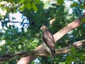 Hawk hunting in the forest: Red-tailed hawk hunts in the woods from a perch