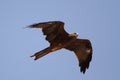 Hawk, Jodhpur, Rajastan Royalty Free Stock Photo