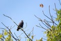 Hawk and Kiskadee Royalty Free Stock Photo