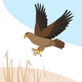 Hawk or kite predatory bird flies or attacks. Royalty Free Stock Photo