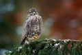 Hawk landing. Autumn wildlife, bird of prey Common Buzzard, Buteo buteo, flight on coniferous spruce tree branch. Wildlife scene Royalty Free Stock Photo