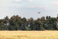 Hawk Latin Accipitrinae in flight over the field.