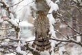Hawk Looking for Prey in a Snow Covered Tree Royalty Free Stock Photo
