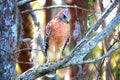 Hawk looking for prey