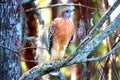 Hawk looking up high