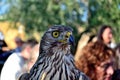 Hawk in a Malmantile City Medieval festival Lastra a SIGNA Royalty Free Stock Photo