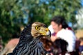 Hawk in a Medieval Festival in a Malmantile City Royalty Free Stock Photo