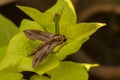 Hawk Moth resting on Leaves