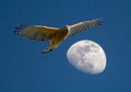 Hawk and Moon Close Encounter Royalty Free Stock Photo