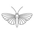 Hawk moth butterfly icon, outline style