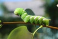 Hawk Moth caterpillar Royalty Free Stock Photo