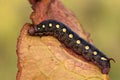 The hawk moth caterpillar Royalty Free Stock Photo