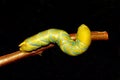 Hawk-moth caterpillar / Acherontia atropos Royalty Free Stock Photo