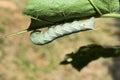 Hawk - moth Caterpillar biting and eating green leaf Royalty Free Stock Photo