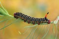Hawk moth caterpillar (Hyles euphorbiae) Royalty Free Stock Photo
