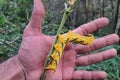 Hawk moth caterpillar size comparison with human hand Royalty Free Stock Photo