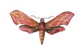 Hawk moth. Deilephila elpenor Hand drawn watercolor painting