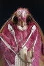 Hawk moth Deilephila porcellus