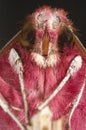Hawk moth Deilephila porcellus close-up Royalty Free Stock Photo