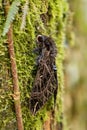 Hawk moth - Euryglottis aper