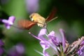 Hawk moth hovering drinking nectar. Royalty Free Stock Photo