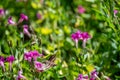 Hawk moth hovering over a Lewis Monkeyflower along the Castle Crest Wildflower Trail at Crater Lake National Park