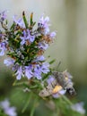 A Hawk Moth (Hummingbird) hovers over a lilac flower and drinks nectar with its proboscis